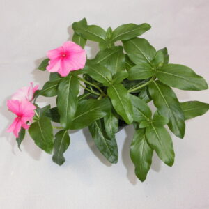 Vinca pendula