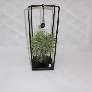 Composizione con tillandsia