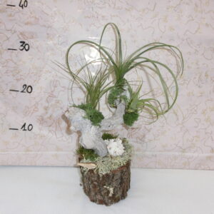 Tronco con tillandsia