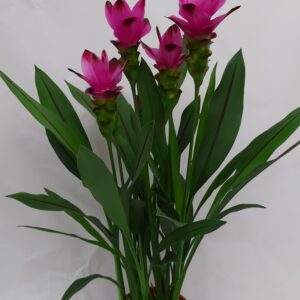 CURCUMA