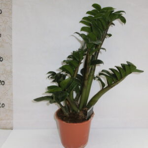 Zamioculcas
