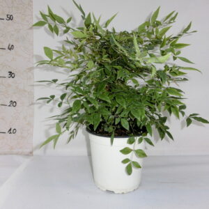 Nandina domestica