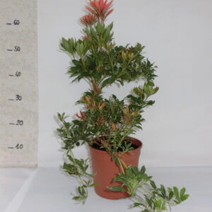 Pieris