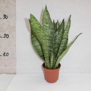Sansaveria