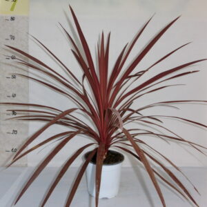 Cordilinea rossa