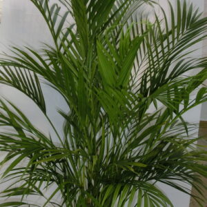 Areca