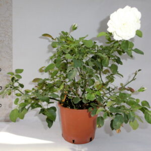 Rosa tappezzante