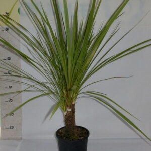 Cordyline
