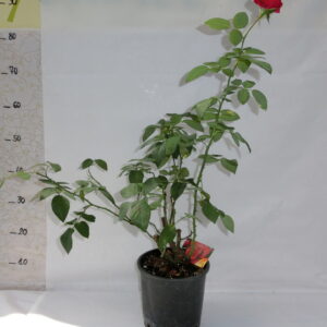 Rosa a cespuglio