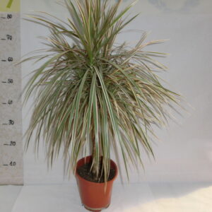 Dracena tricolor