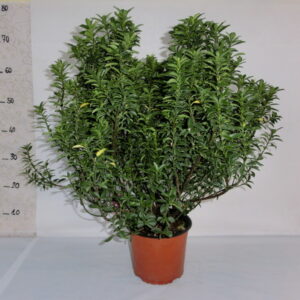 Euonymus
