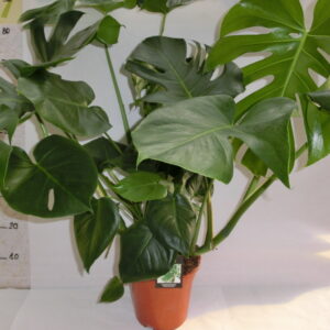 Monstera