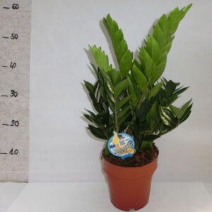 Zamioculcas