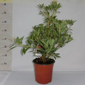 Pieris