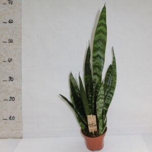 Sansaveria