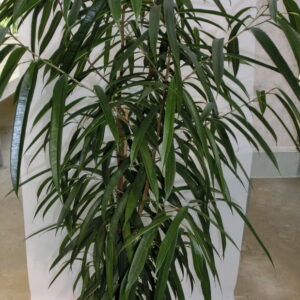 Ficus a foglia lunga