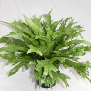 Asplenium