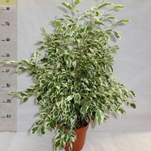Ficus