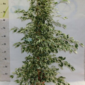 Ficus