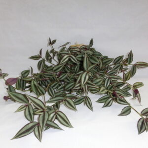 Tradescantia