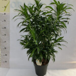 Dracena