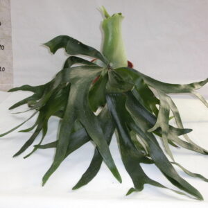 Paticerium