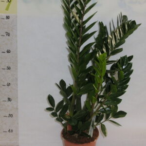 Zamioculcas