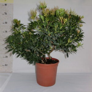 Pieris