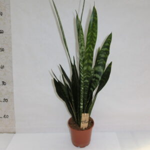 Sansaveria