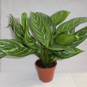 Angloenema
