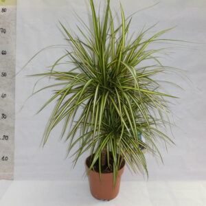 Dracena