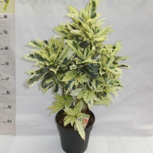 Codiaeum
