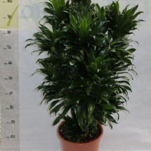 Dracena compatta