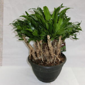 Dracena