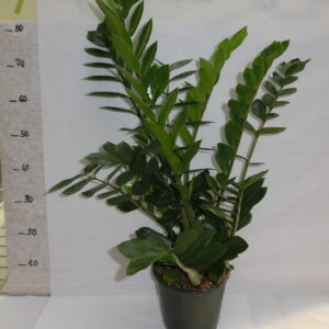 Zamioculcas