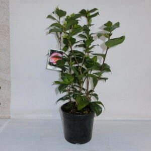 Camelia