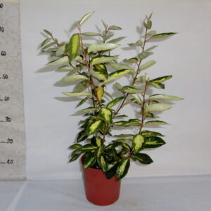 Eleagnus