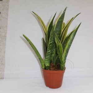 Sansaveria
