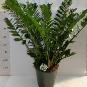 Zamioculcas