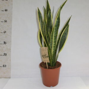 Sansaveria