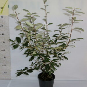 Eleagnus