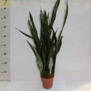 Sansaveria
