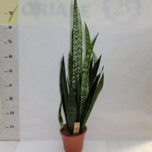 Sansaveria