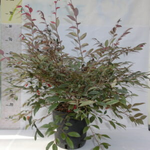 Loropetalum