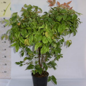 Nandina domestica fire power