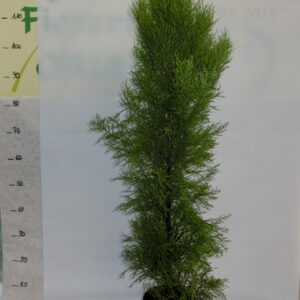 Conifera