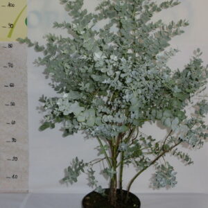 Eucalipto a bonsai