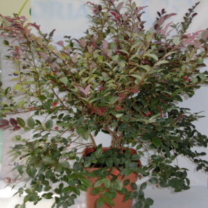 Loropetalum