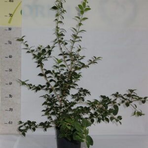 Osmarrea