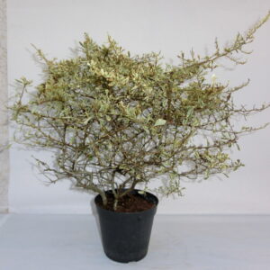 Pyracantha
